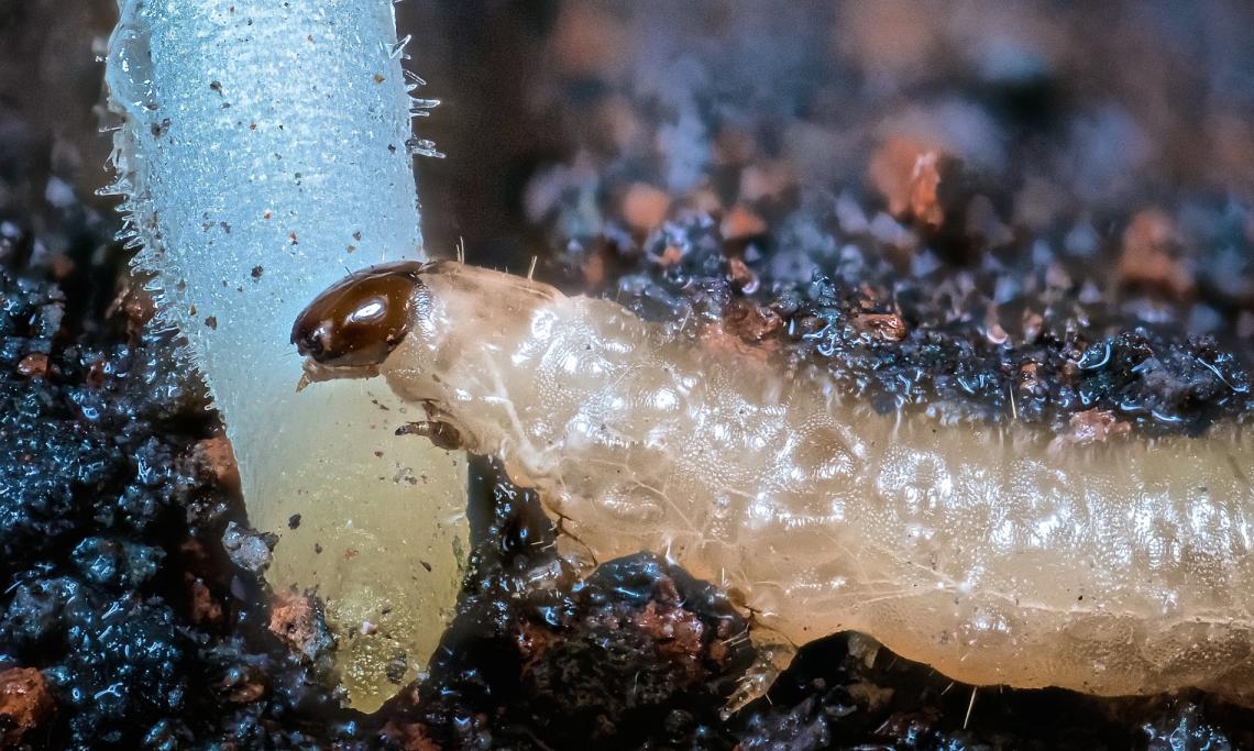 Western corn rootworm larvae